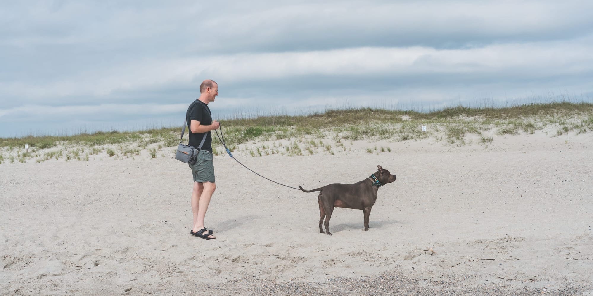 Lessons from Marty at the Beach: A Gray Pit Bull's Guide to Living Well