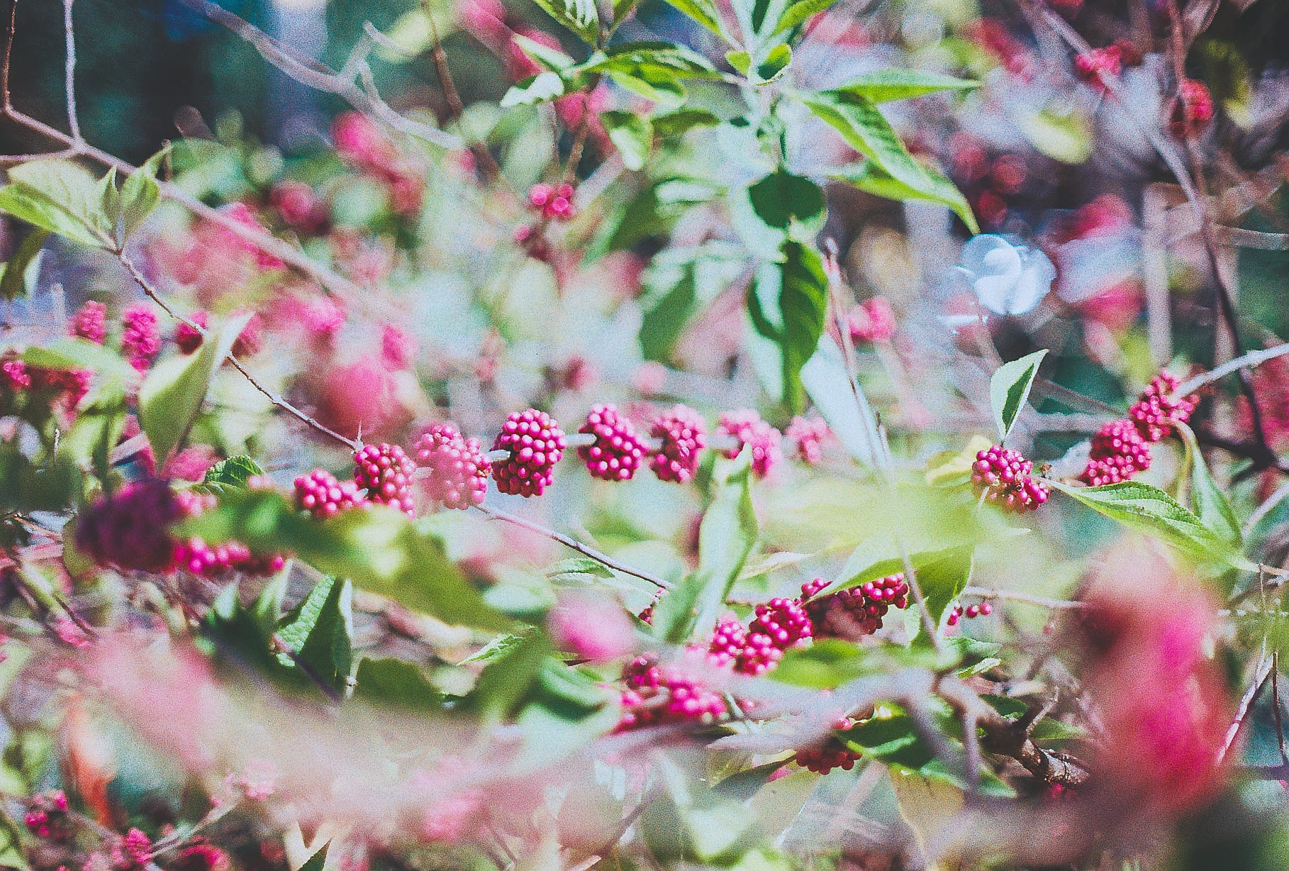 Rediscovering Film Photography: Shooting Kodacolor 200 With My Dad’s Canon A-1