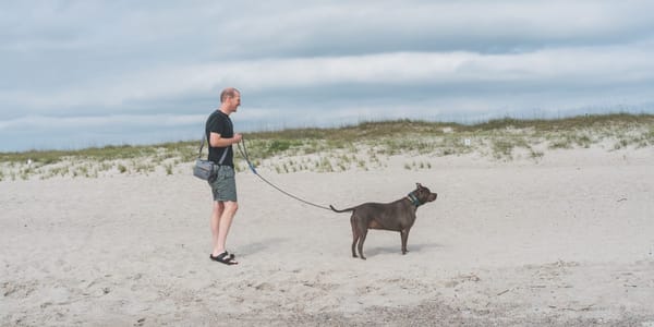 Lessons from Marty at the Beach: A Gray Pit Bull's Guide to Living Well