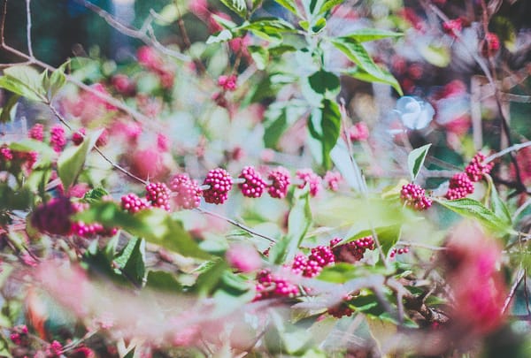 Rediscovering Film Photography: Shooting Kodacolor 200 With My Dad’s Canon A-1